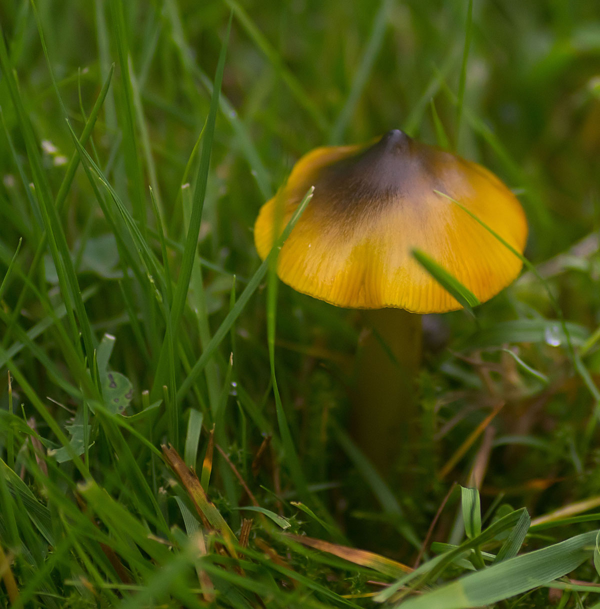 Blackening Waxcap 25 Sept 2017