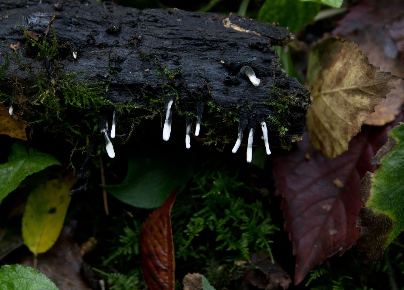 Candlesnuff fungus2 30 Sept 2017