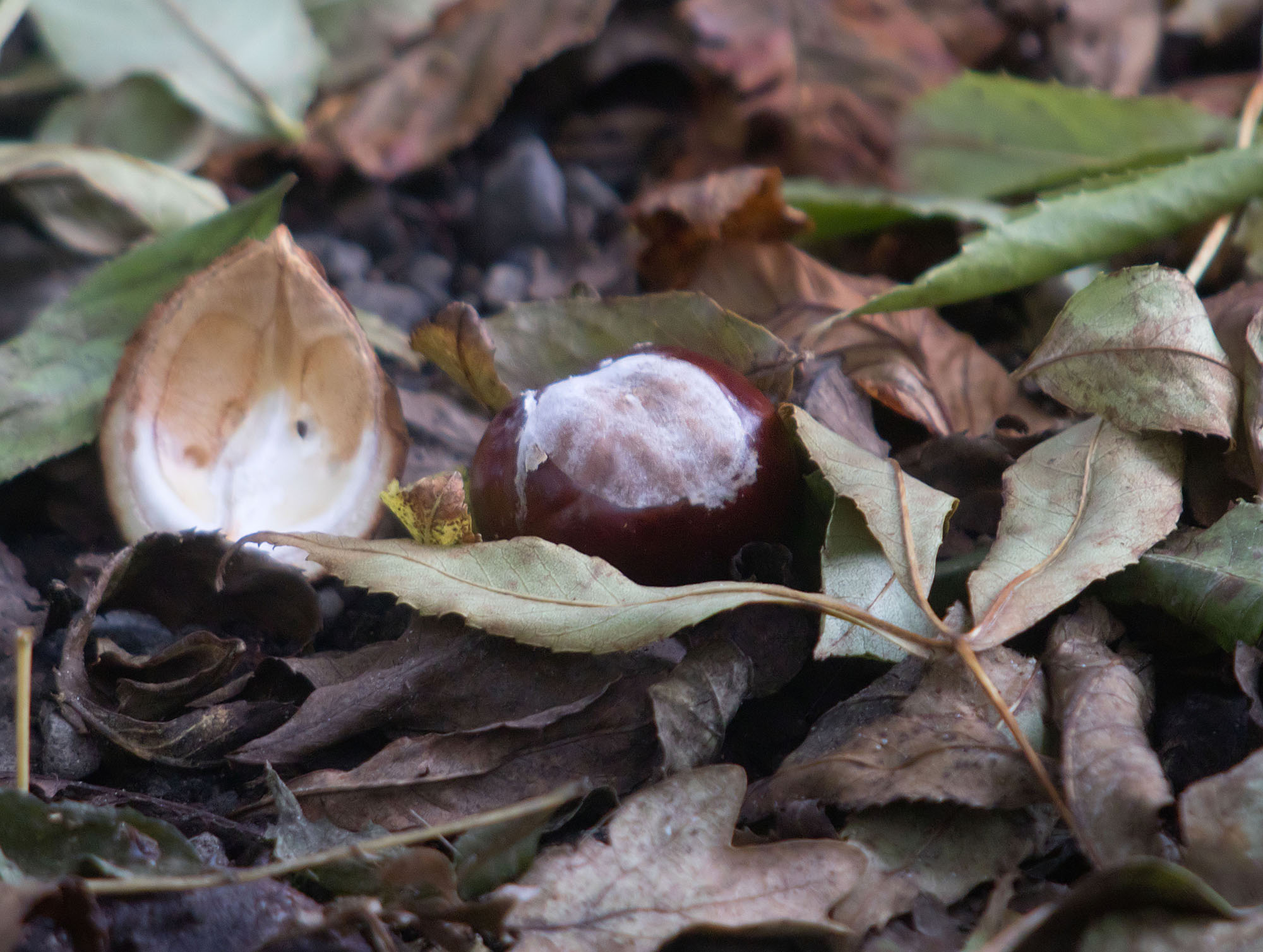 Conker and shell 24 Sept 2017