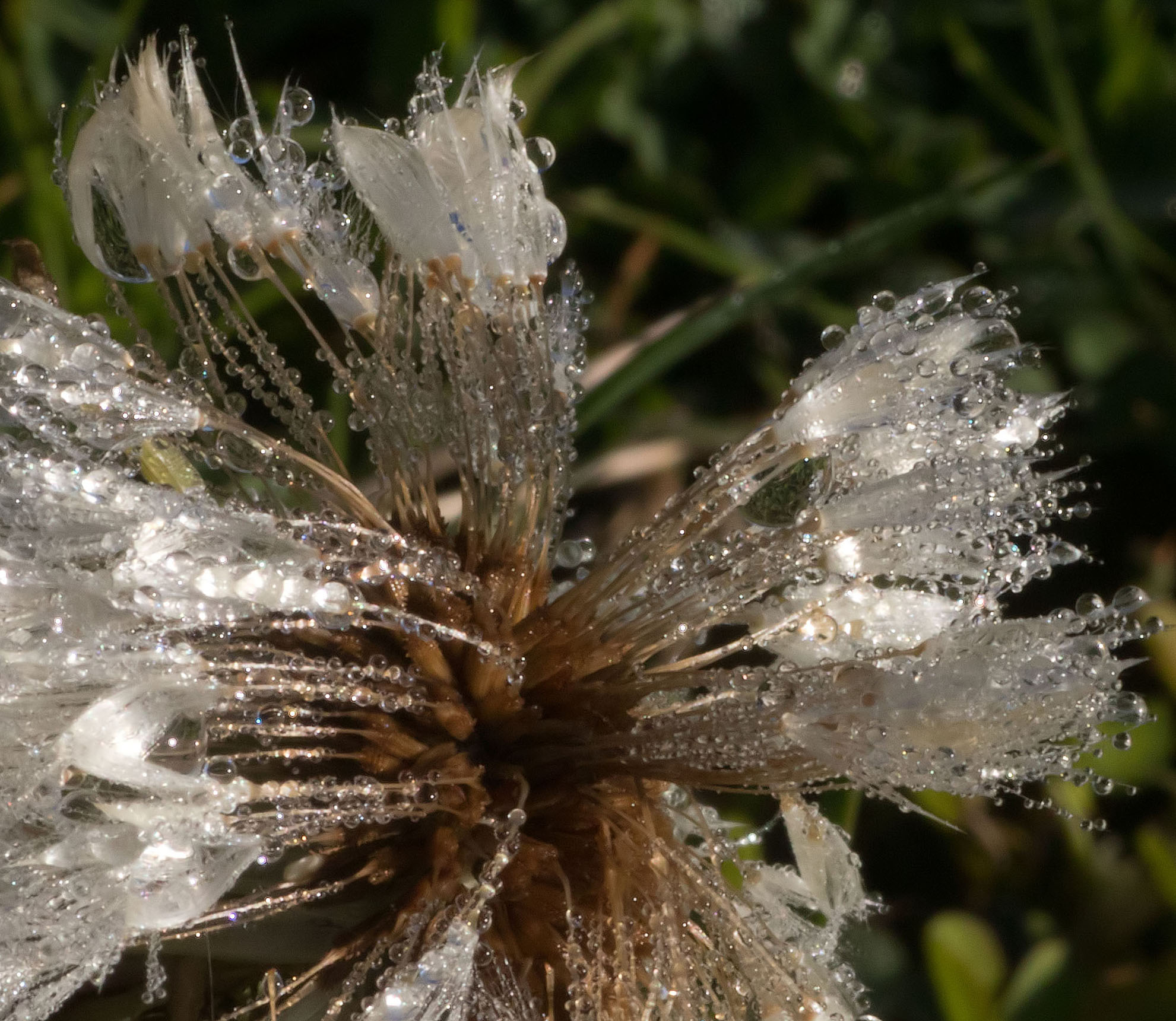 Dewdrops 22 Sept 2017