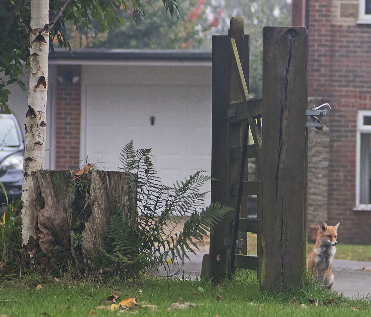 Fox Gatekeeper 25 Sept 2017
