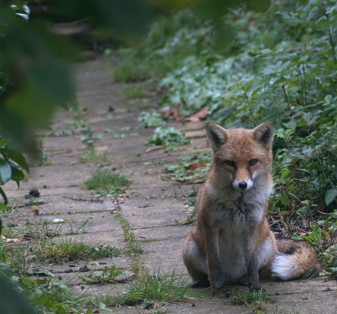 Fox Gatekeeper2 25 Sept 2017