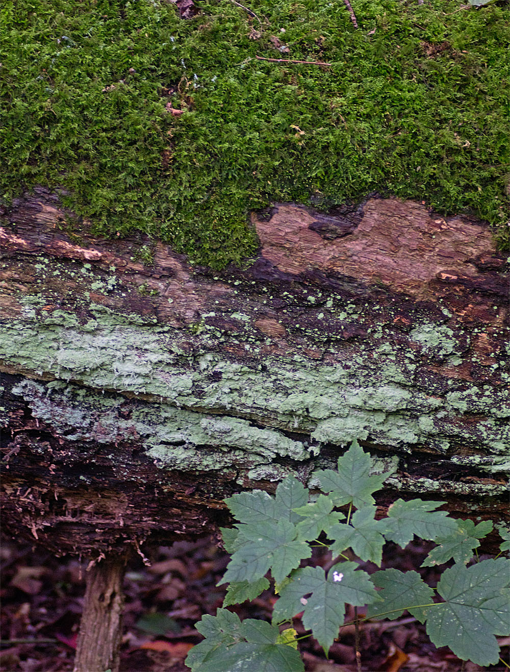 Green rule of thirds 23 Sept 2017