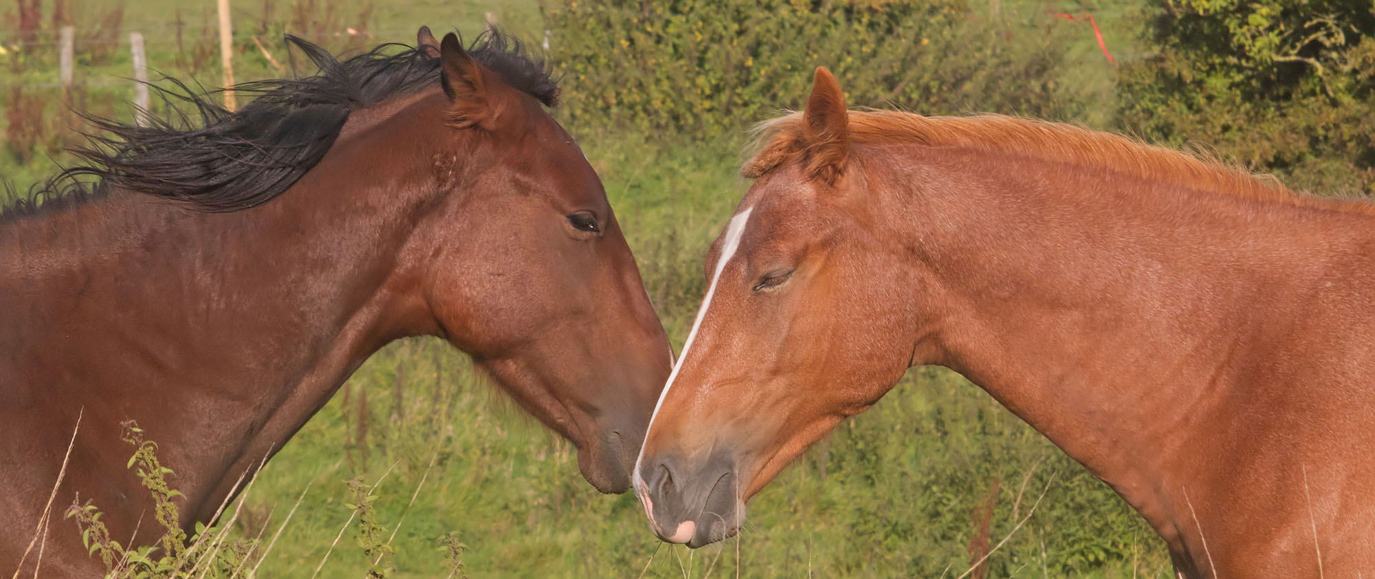Horses greeting1 24 Sept 2017