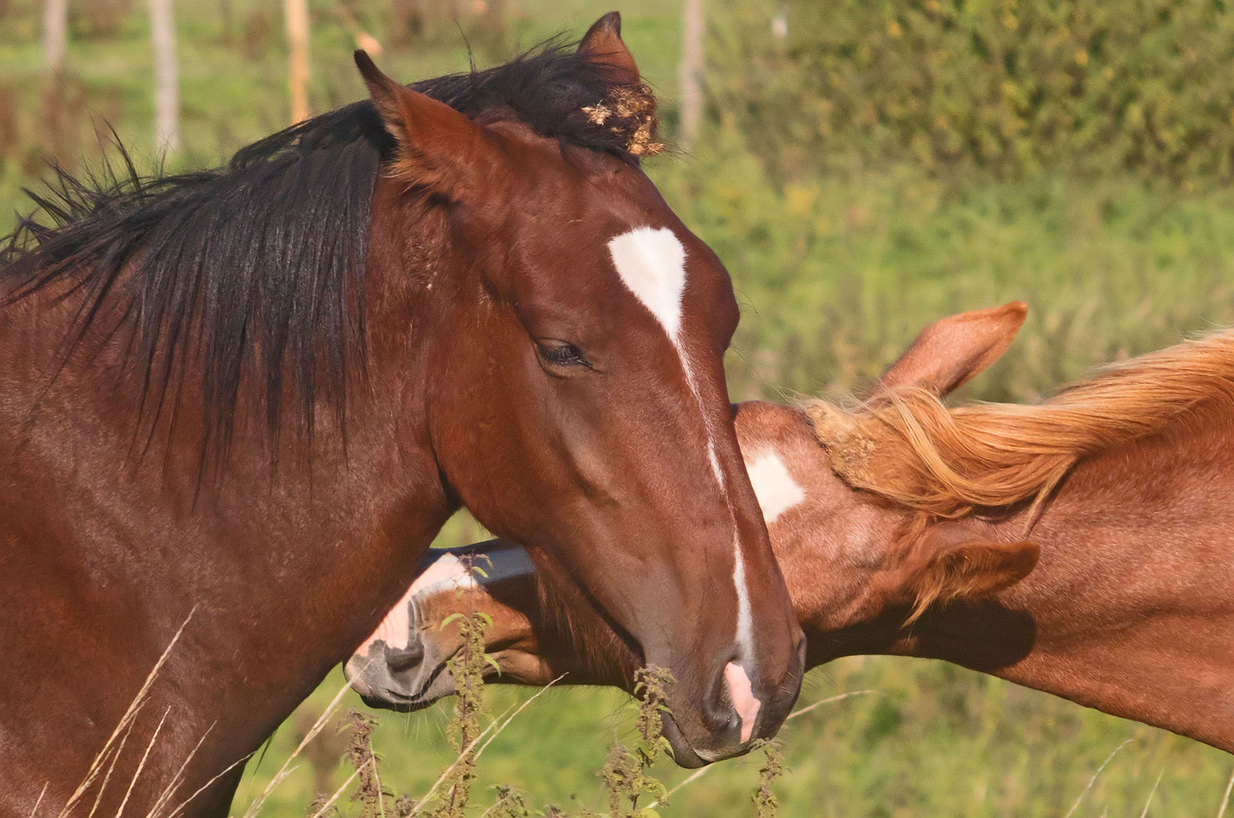 Horses greeting2 24 Sept 2017