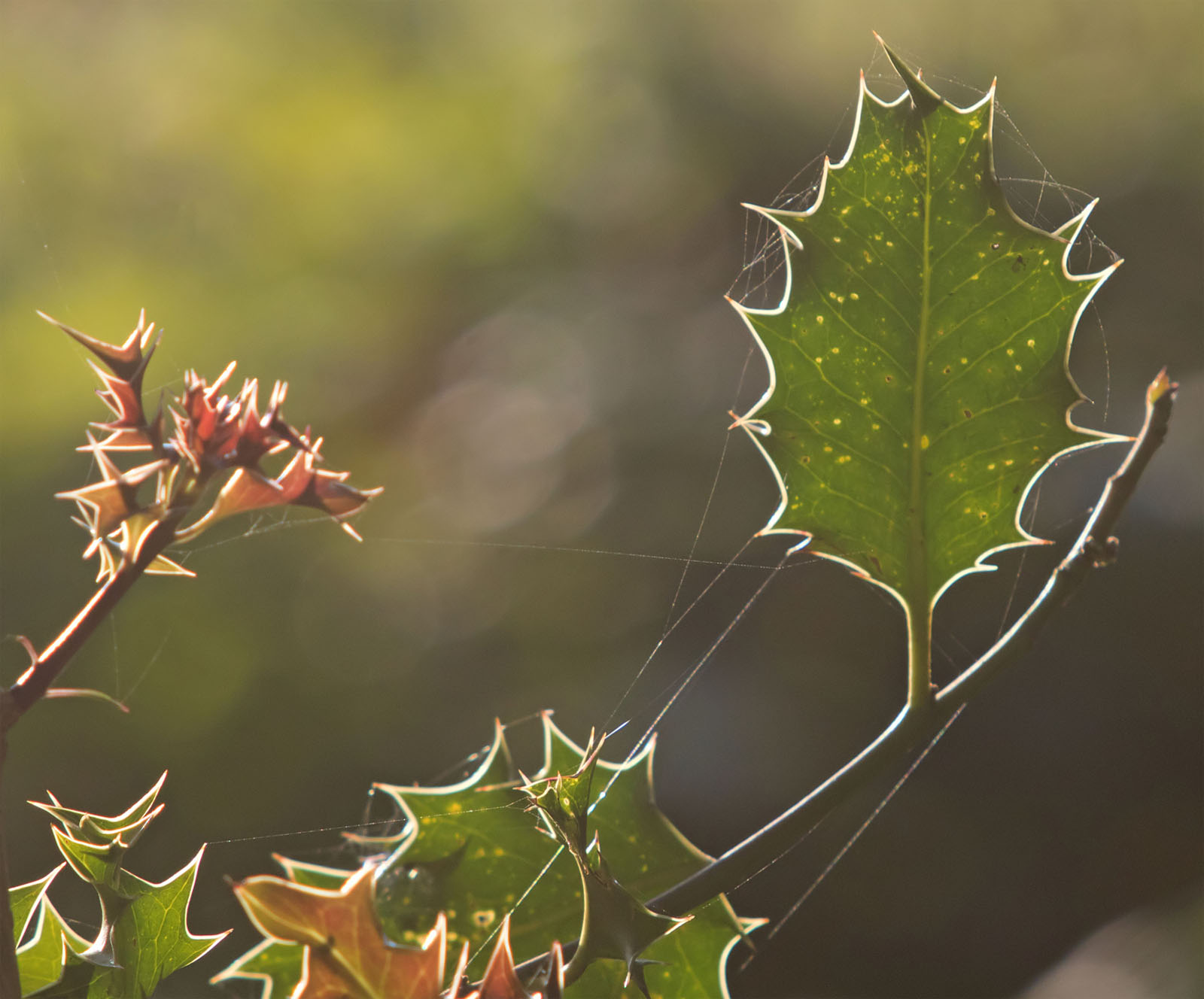 Light on leaf 24 Sept 2017