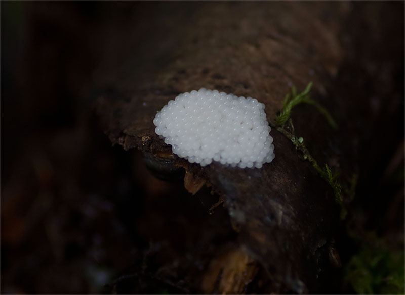 Slime mould 27 Sept 2017