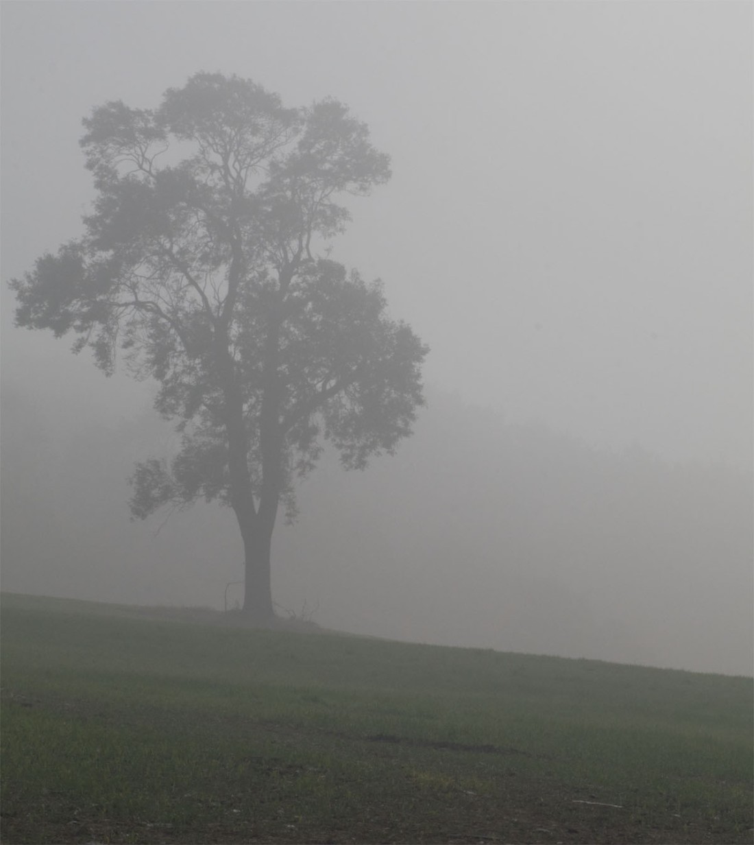 Tree in the mist 27 Sept 2017