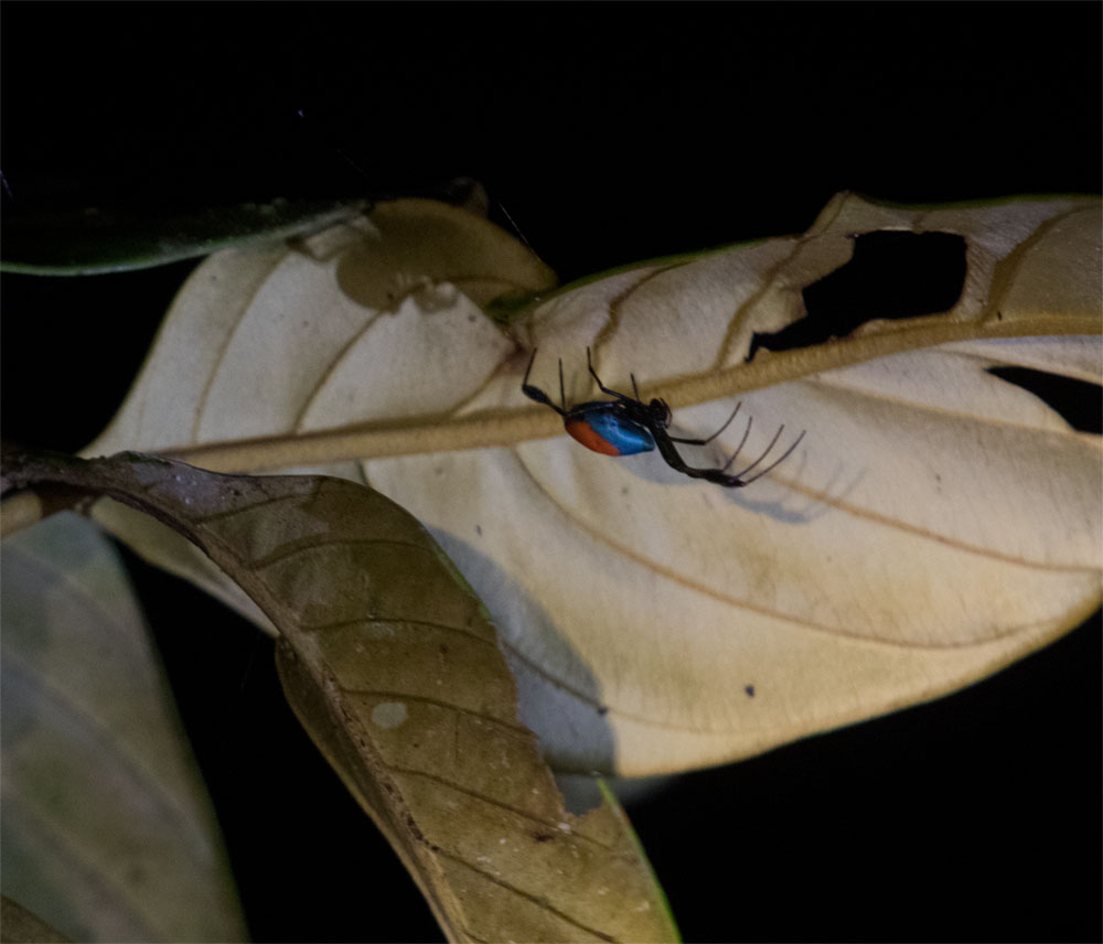 Blue and red spider Bako Mar 2017