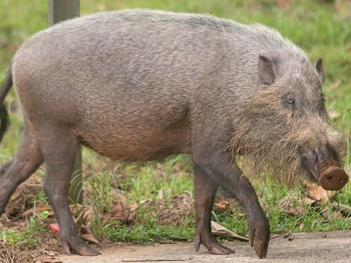 Sarawak: Out of the&nbsp;Sea