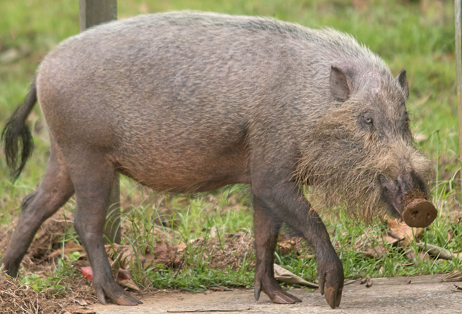 Bornean bearded pig1 Bako Mar 2017