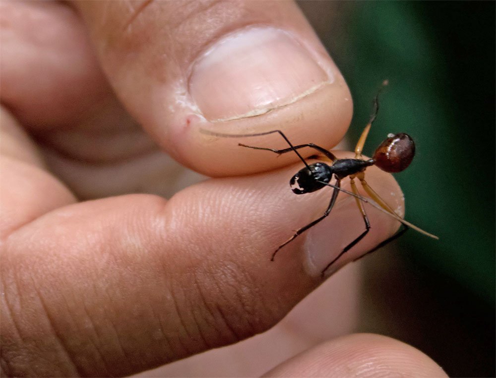 Bornean giant ant Bako Mar 2017