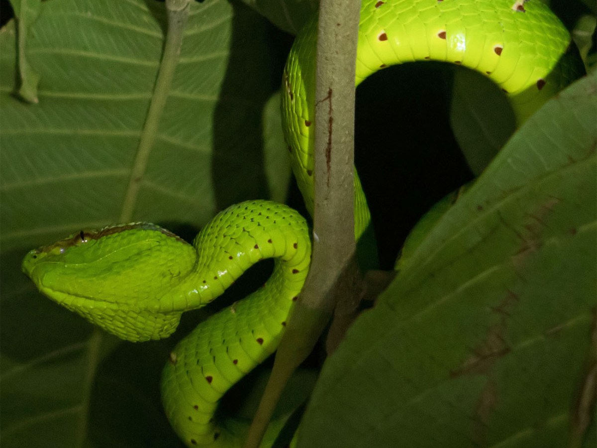 Sarawak: Jungle Nights