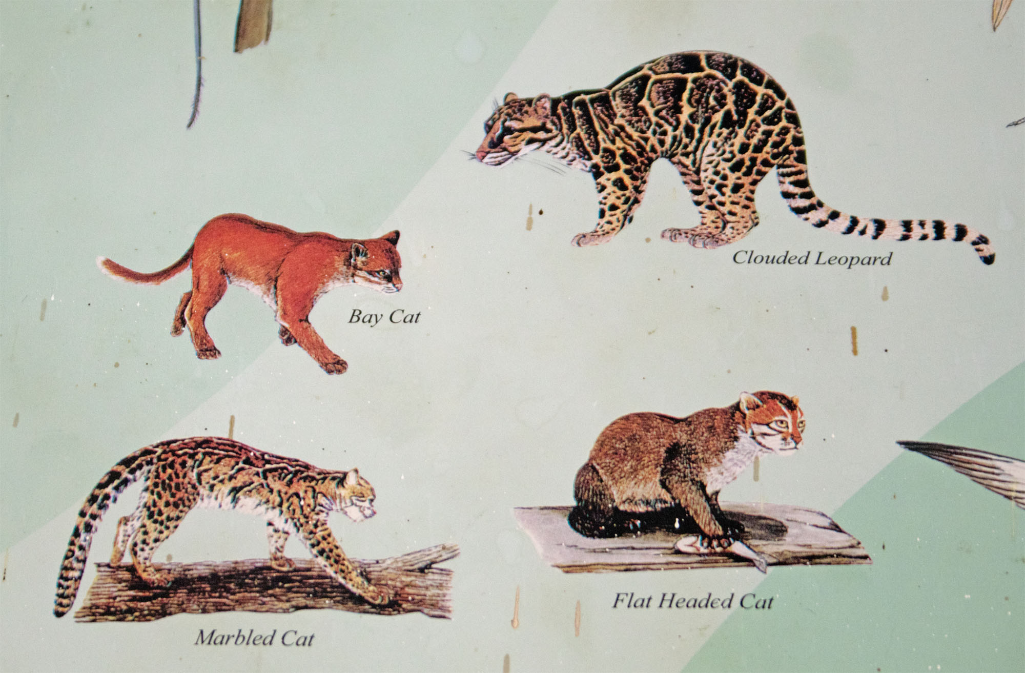 Borneo wild cats