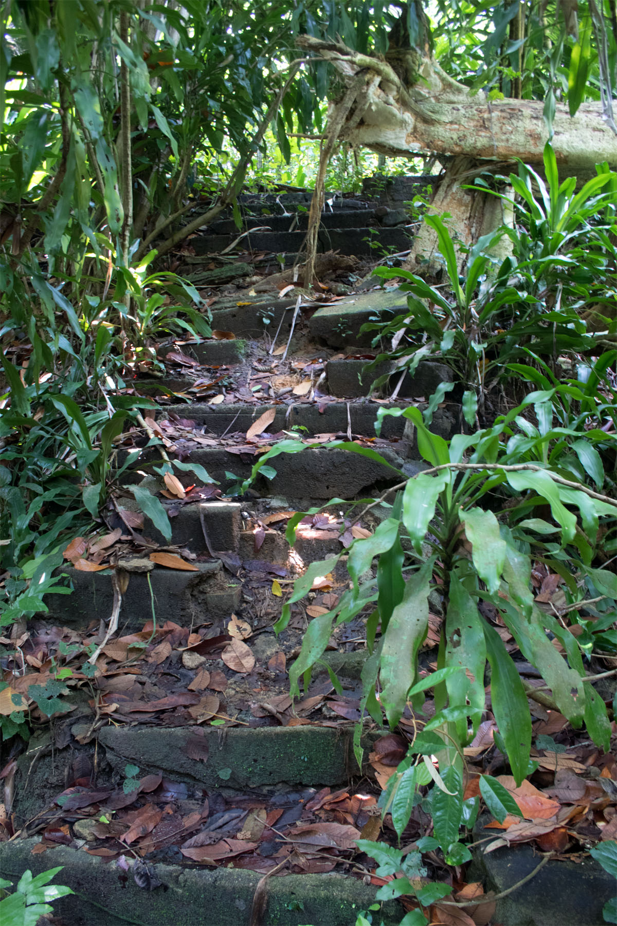 Bukit Timah path SG Mar 2017