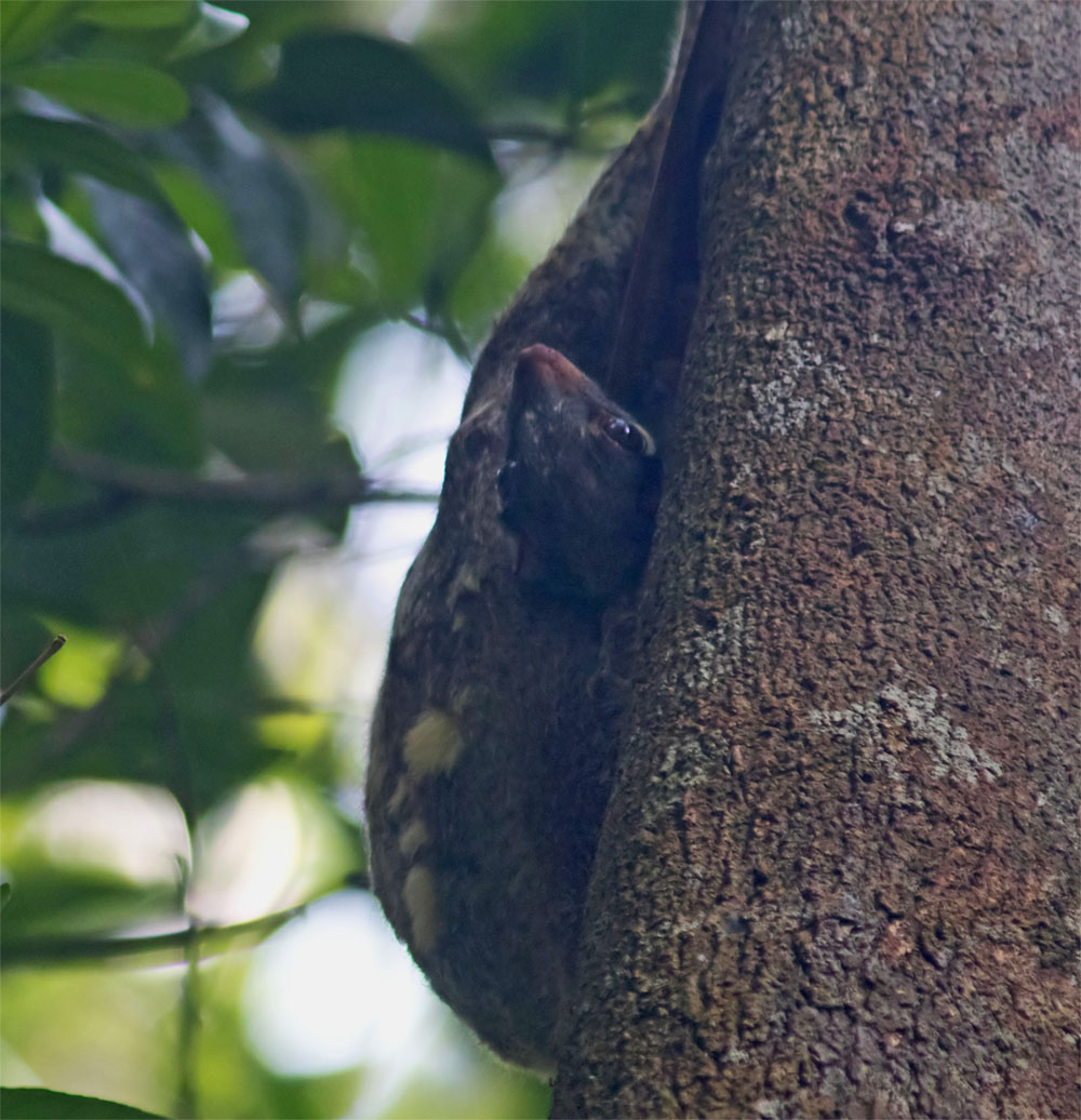 Colugo Bukit Timah SG 170318