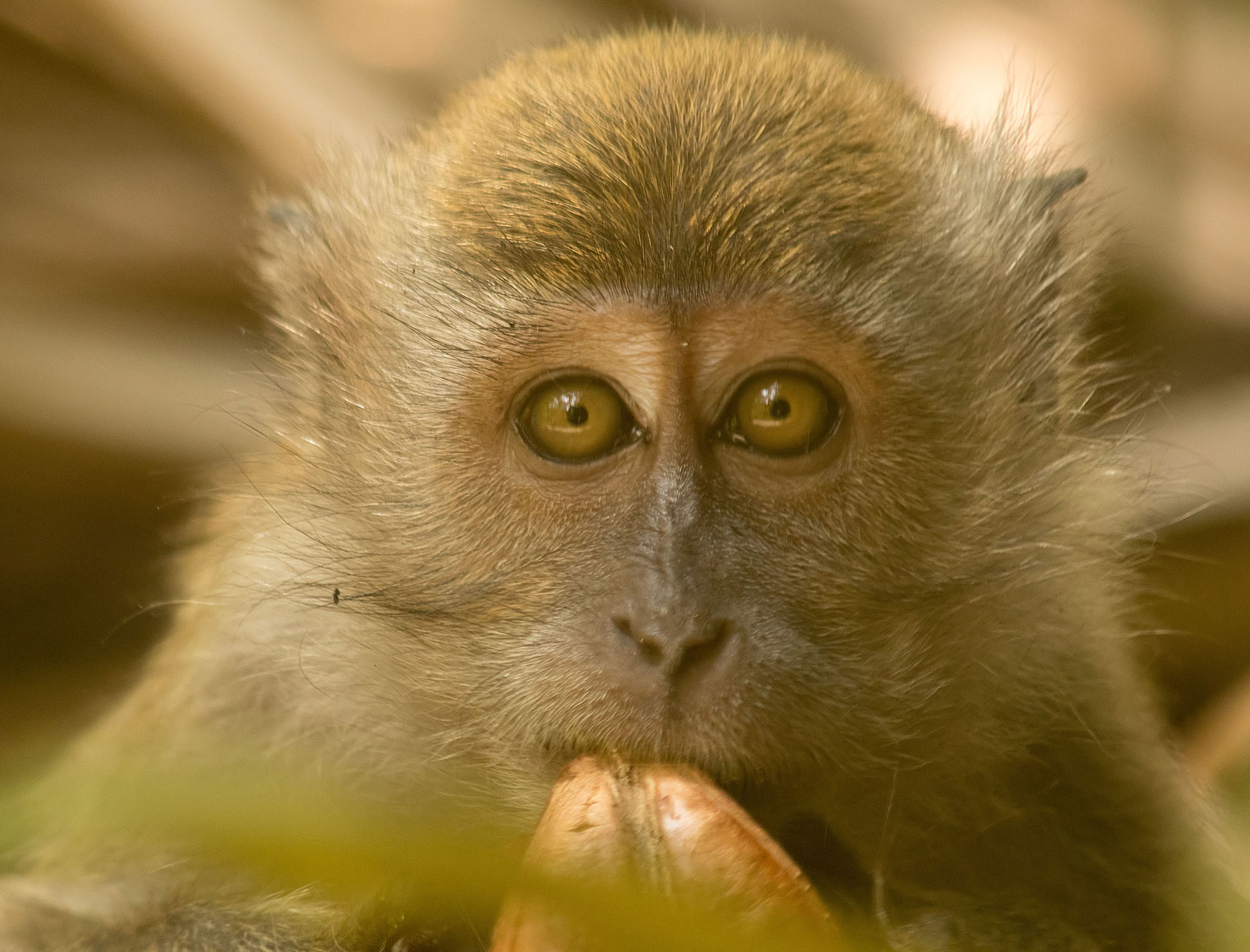 Crab eating macaque3 Bukit Timah 17 March 2017