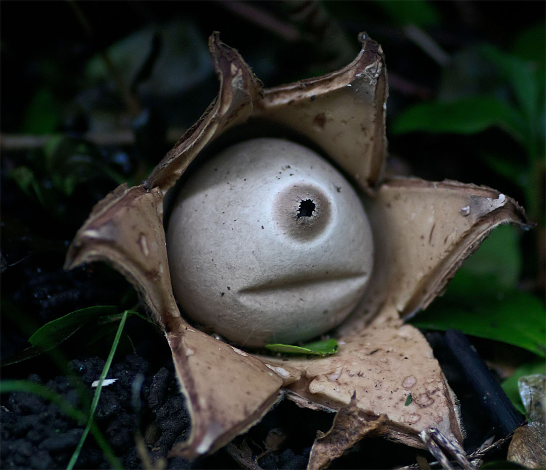 Earthstar 19 Oct 2017