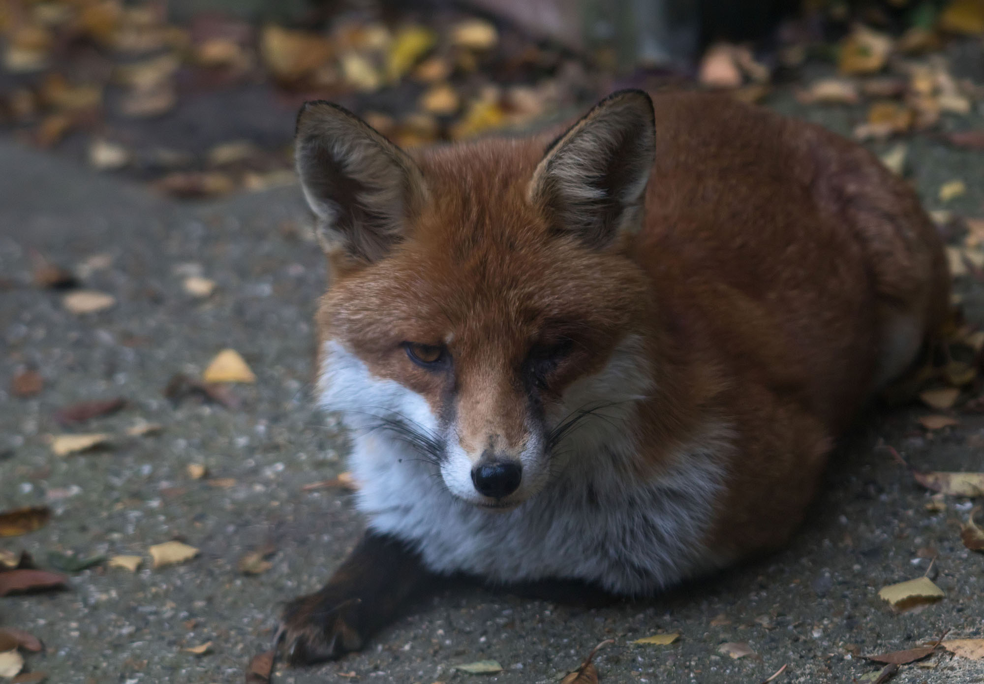 Fox One Eye 6 Oct 2017