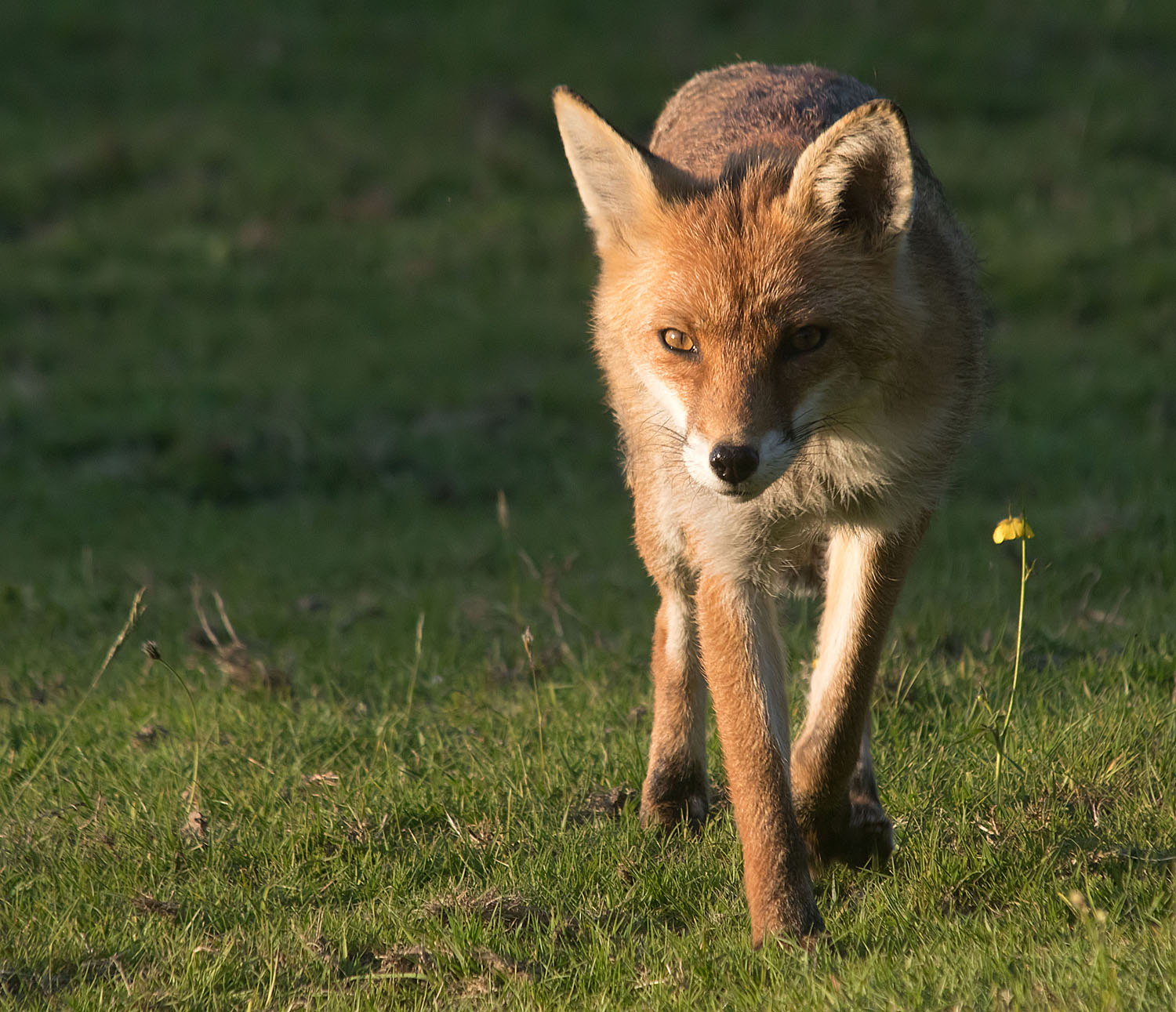 Fox Pretty Face2 26 May 2017