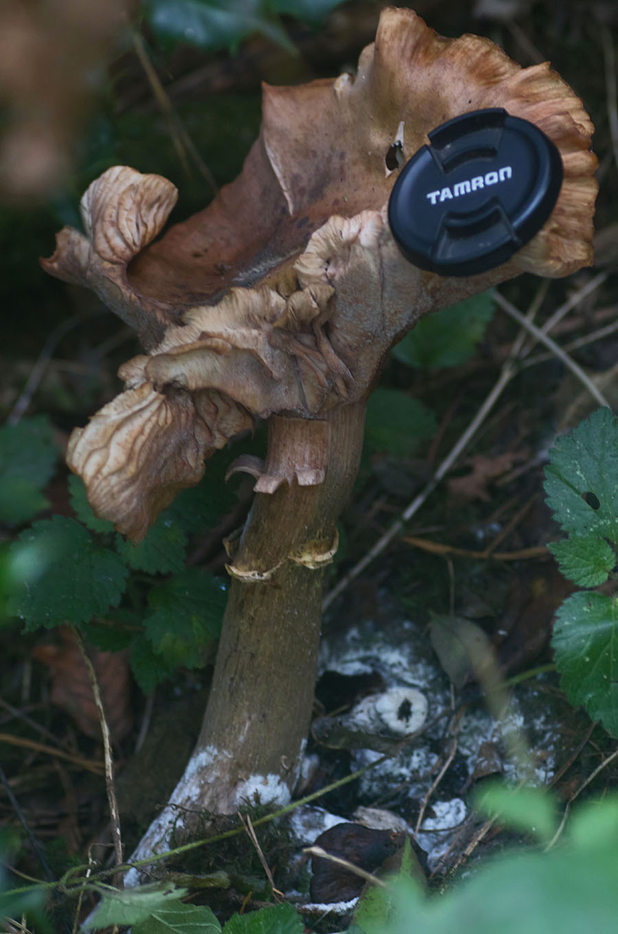 Fungus giant 16 Oct 2017