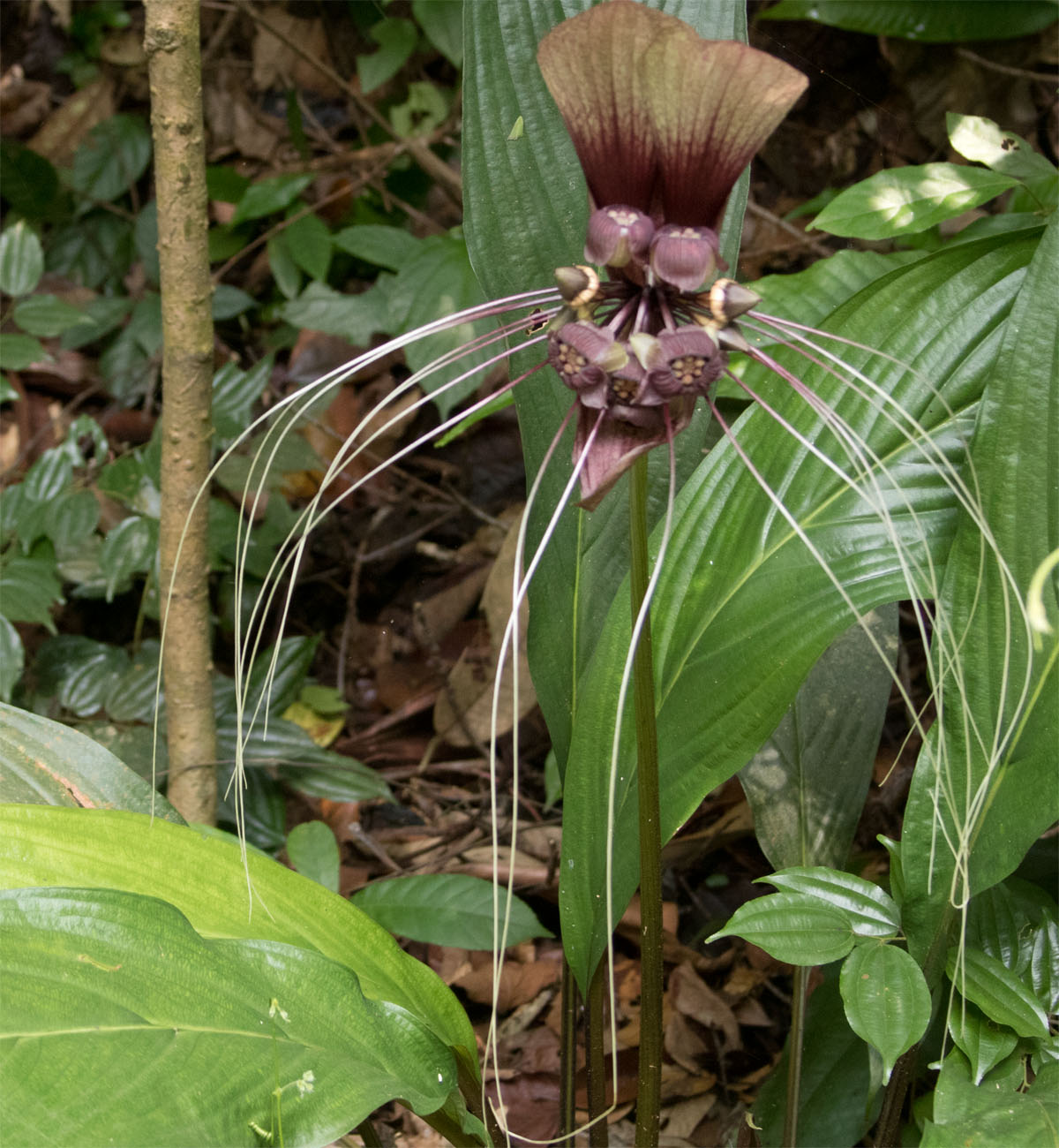 Giant flower SG Mar 2017