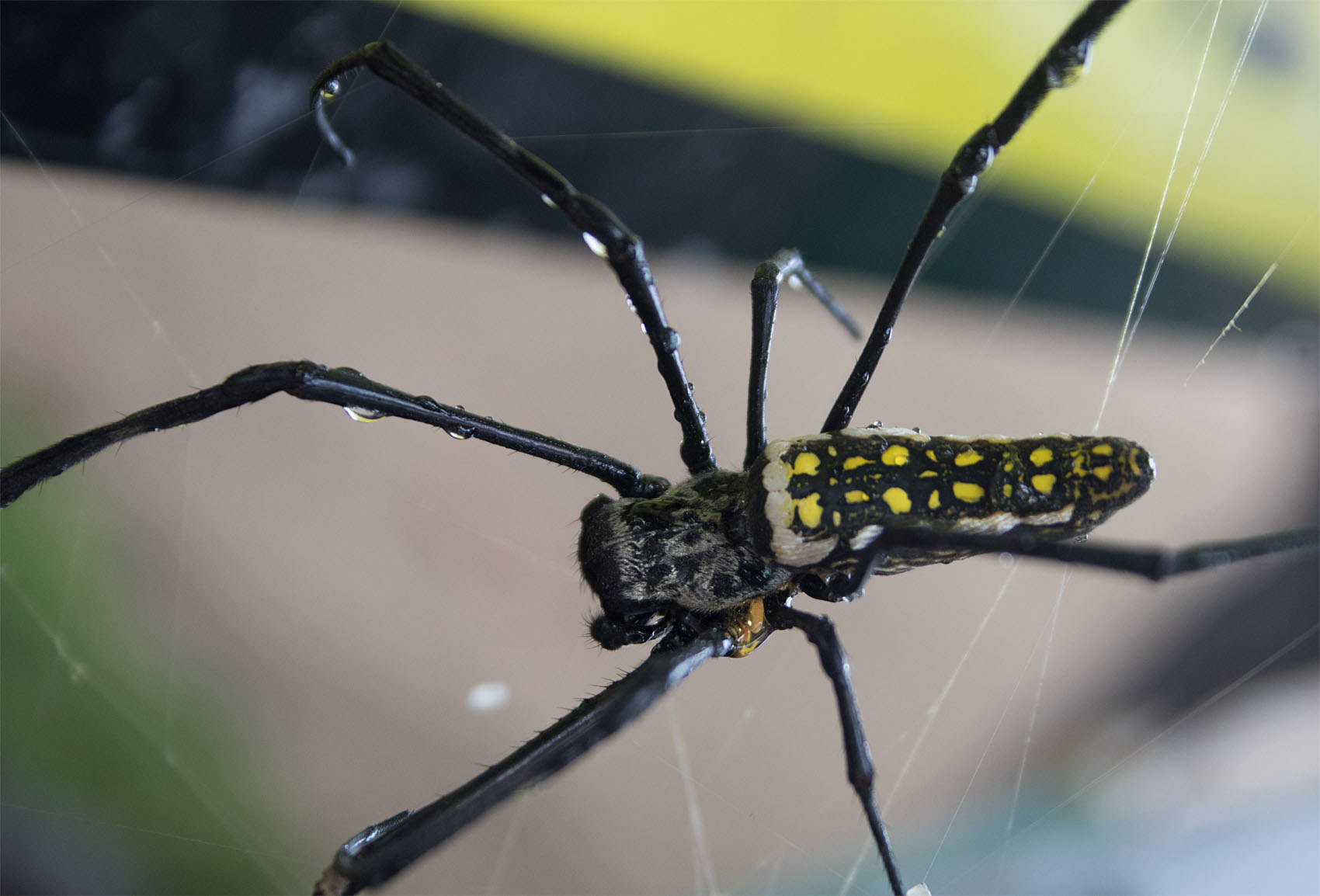 Golden orb weaver Samal Mar 2017