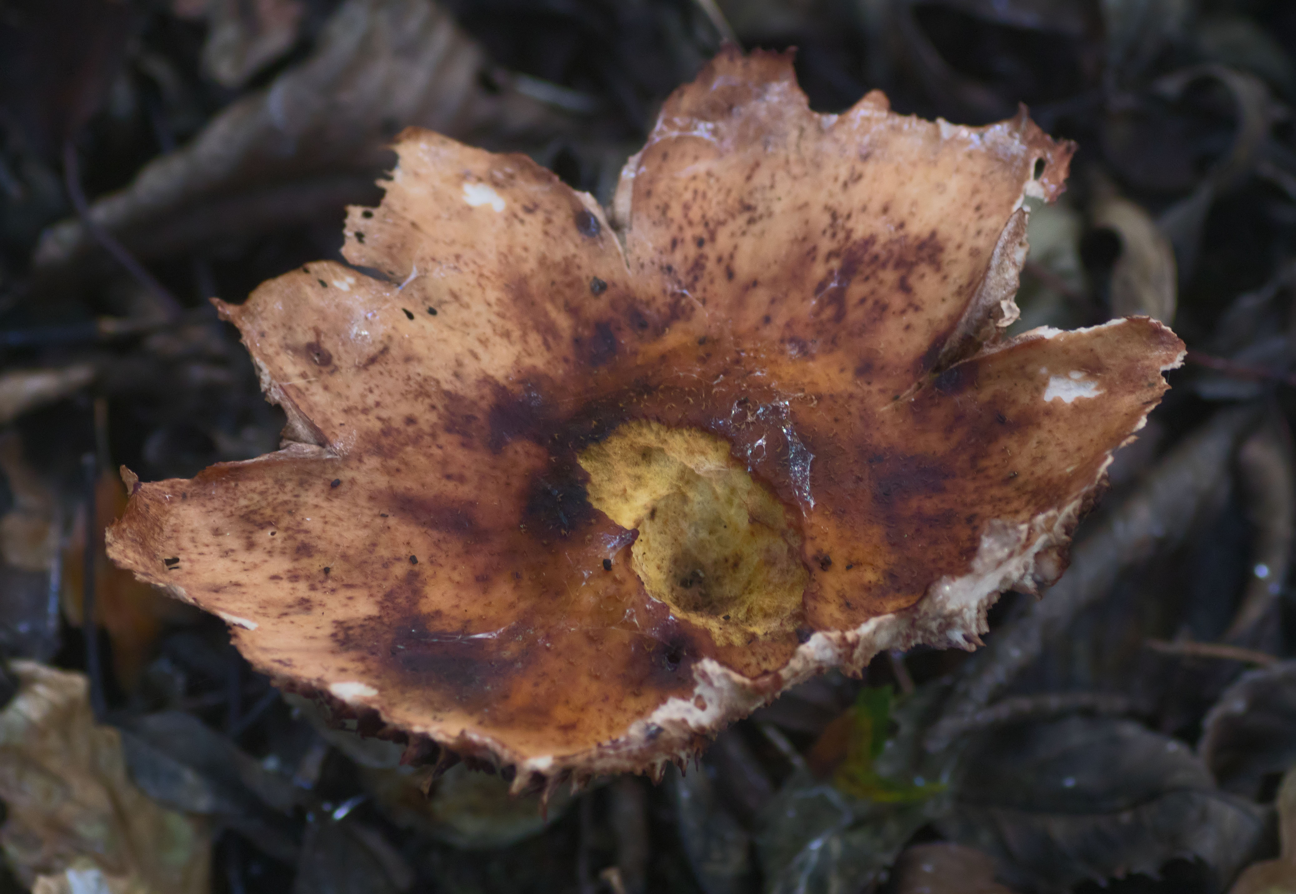 Leaf-shaped bolete 16 Oct 2017