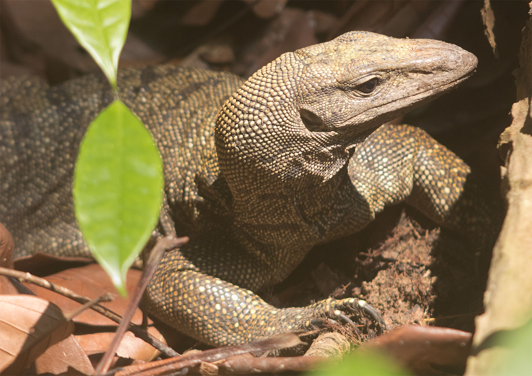 Malayan water monitor juv3 SG Mar 2017