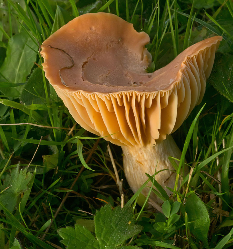 Meadow waxcap 16 Oct 2017