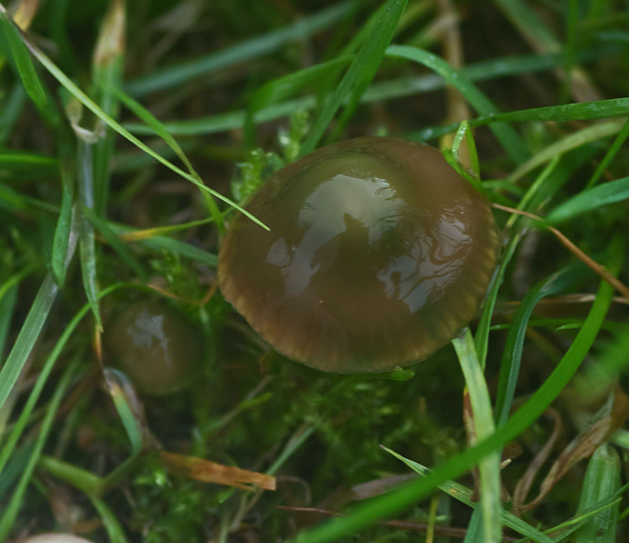 Parrot waxcap 19 Oct 2017