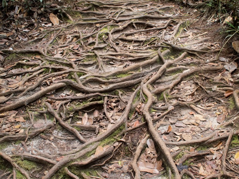 Sarawak: Hiking in&nbsp;Bako