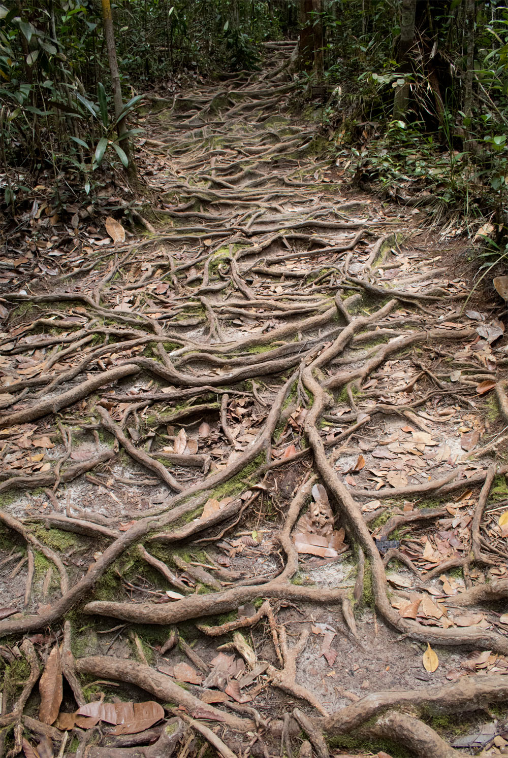 Sarawak: Hiking in&nbsp;Bako