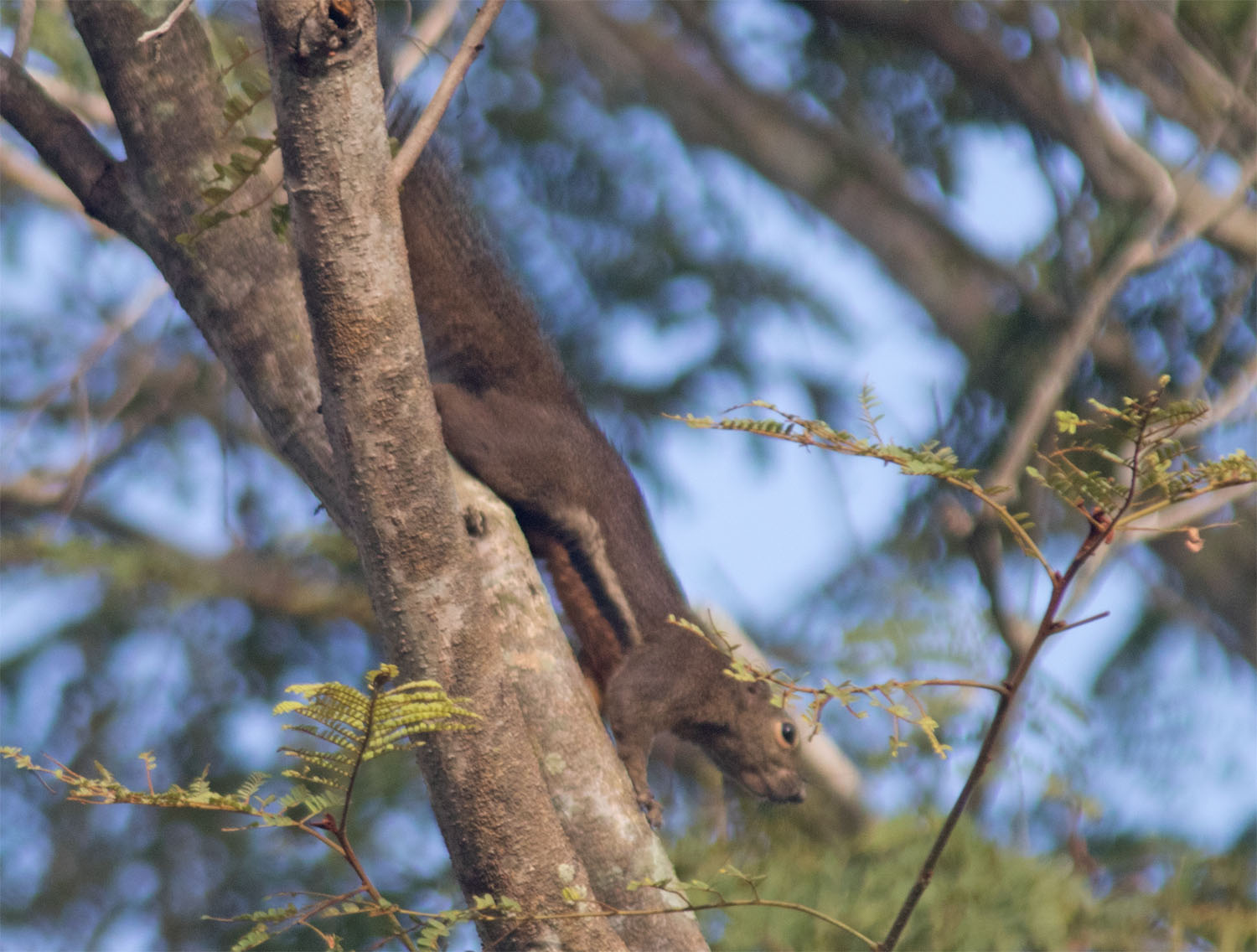 Squirrel SG Mar 2017