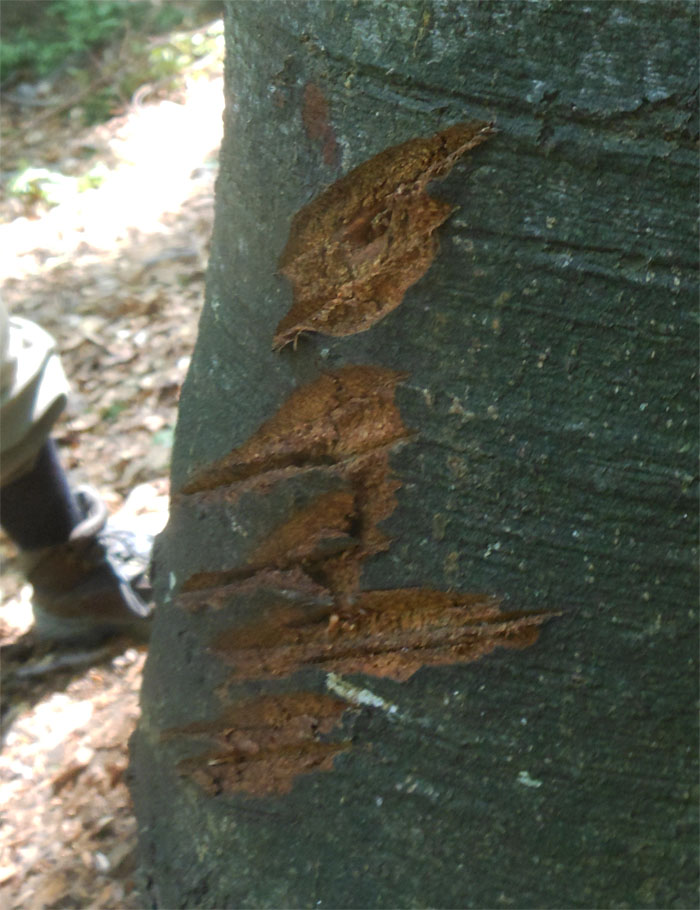 Bear scratch marks 270616