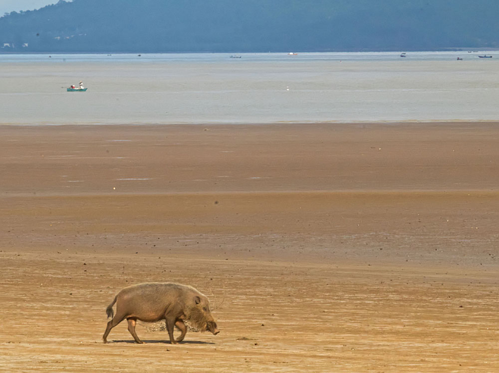 Bearded pig on beach1