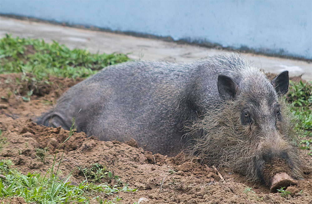 Bearded pig1