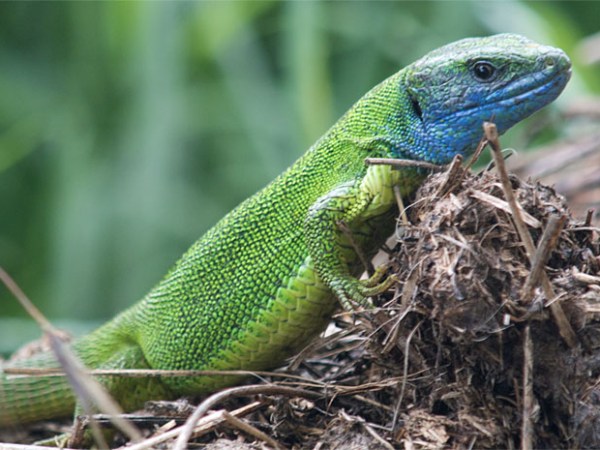 Richis: the Garden’s&nbsp;Keepers