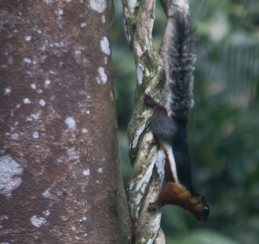 Giant squirrel 26 Mar 2017