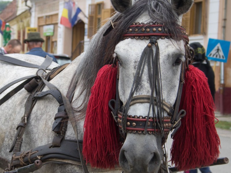 Nou Săsesc: The Land of&nbsp;Up