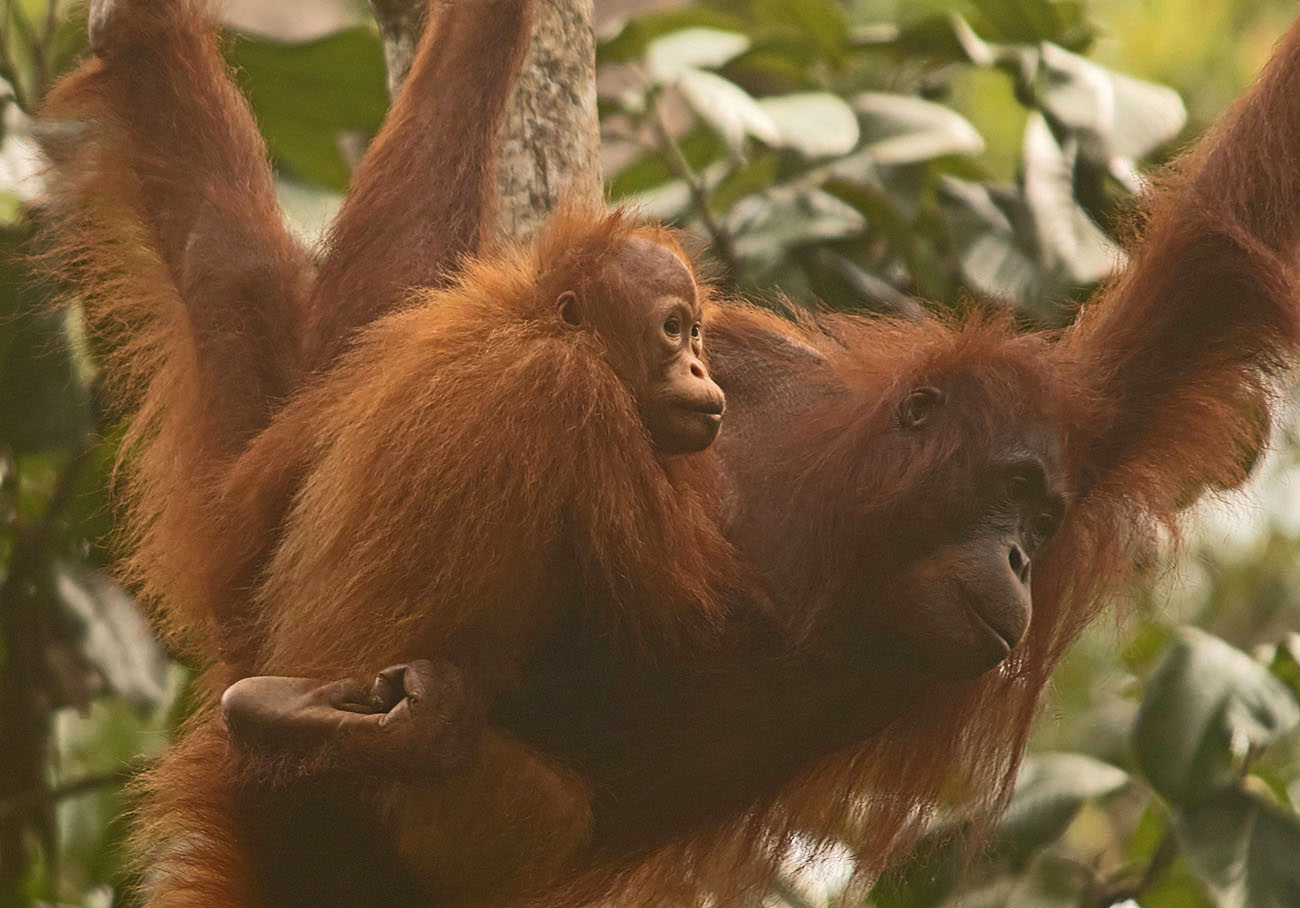Orang utan1 26 Mar 2017