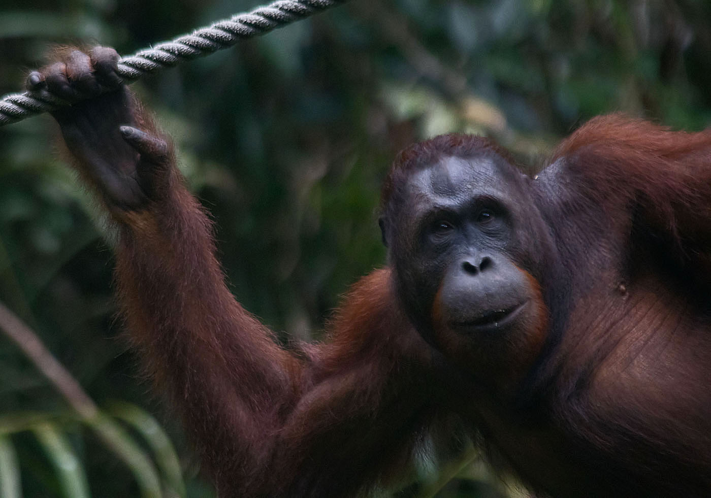 Orang utan3 26 Mar 2017