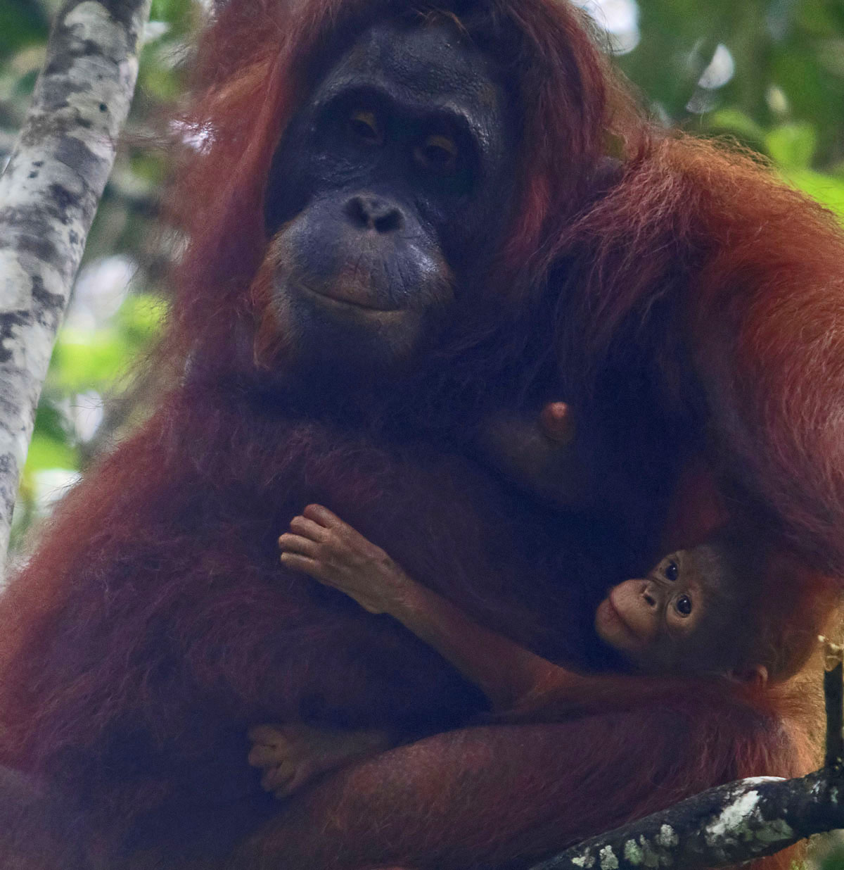 Orang utan4 26 Mar 2017