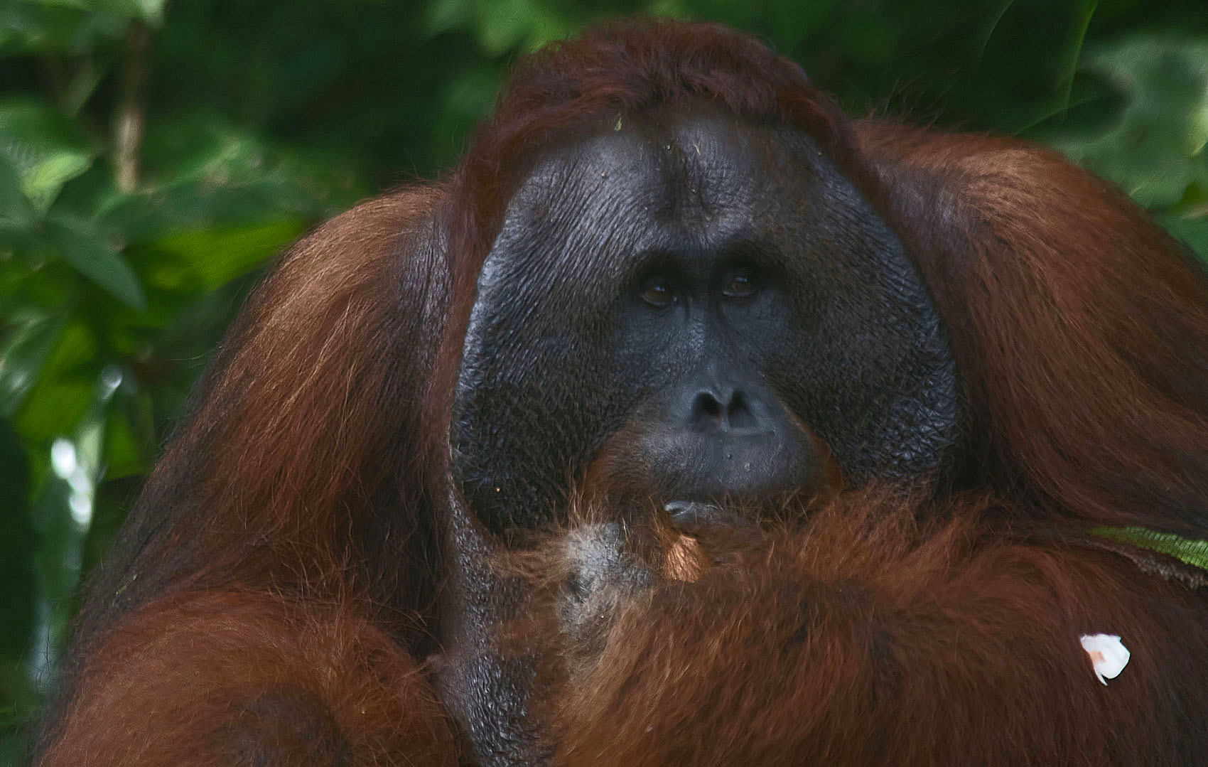 Orang utan5 26 Mar 2017