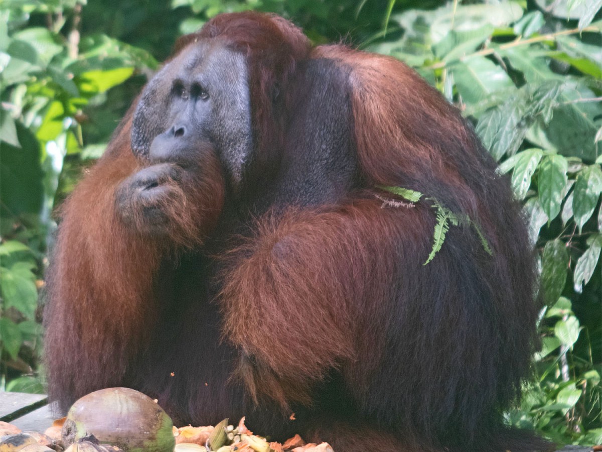 Semenggoh: Royalty of the&nbsp;Forest