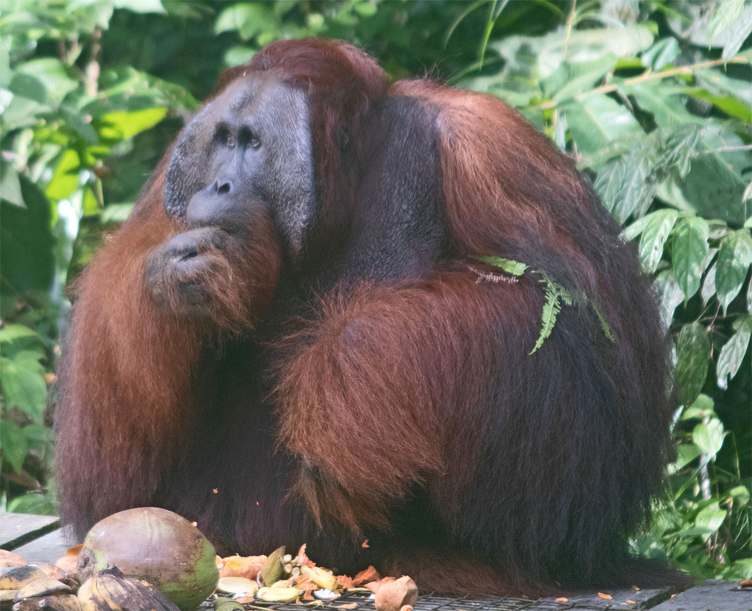 Orang utan6 26 Mar 2017