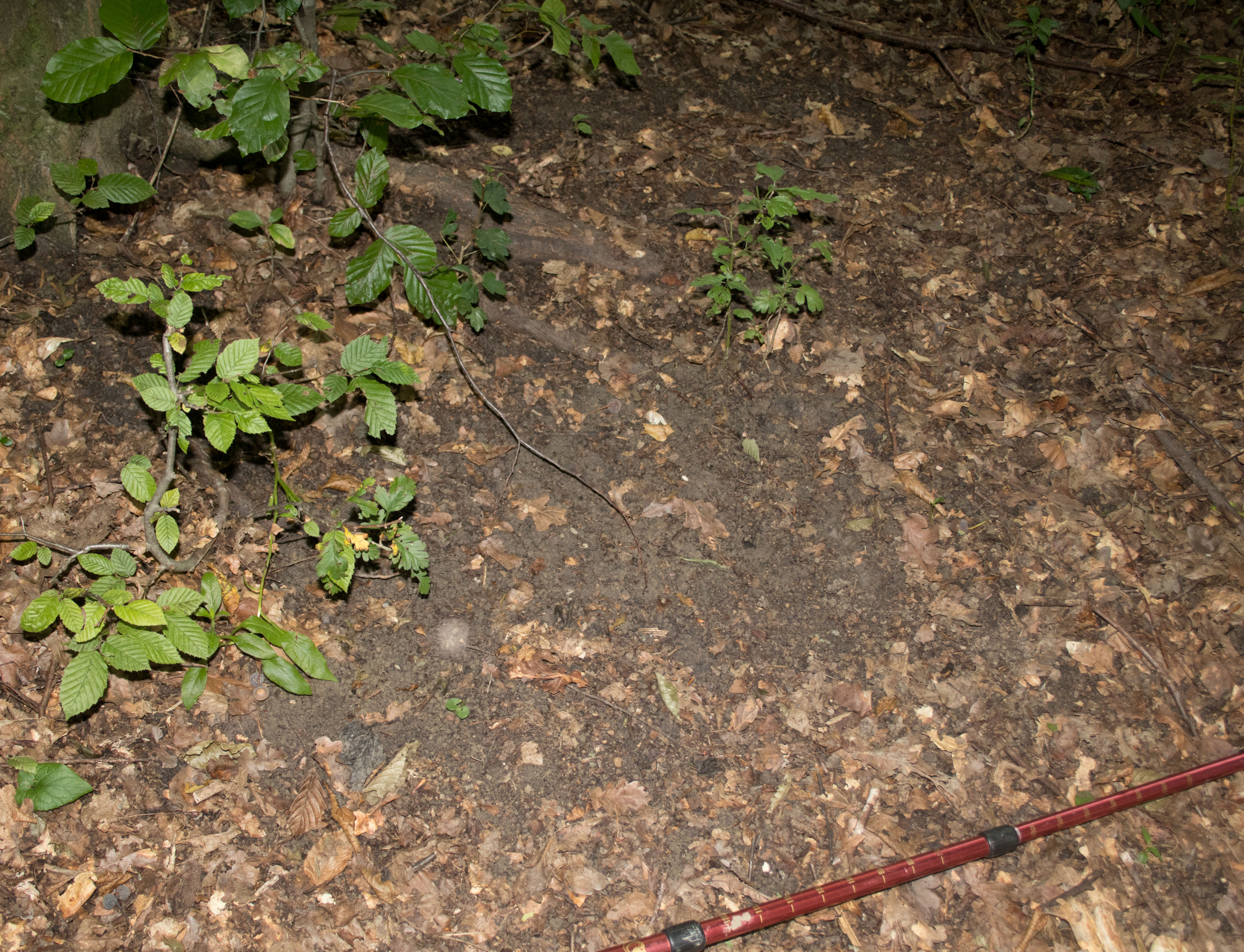 Roe deer bedding area