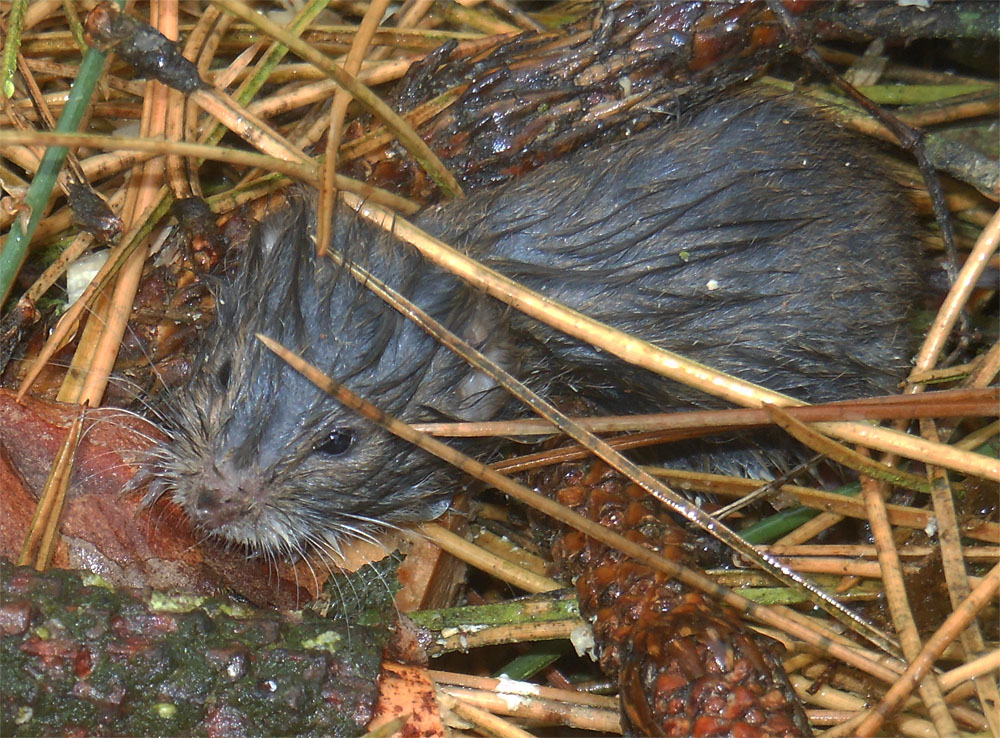 Short tailed field vole 23 Oct 2017