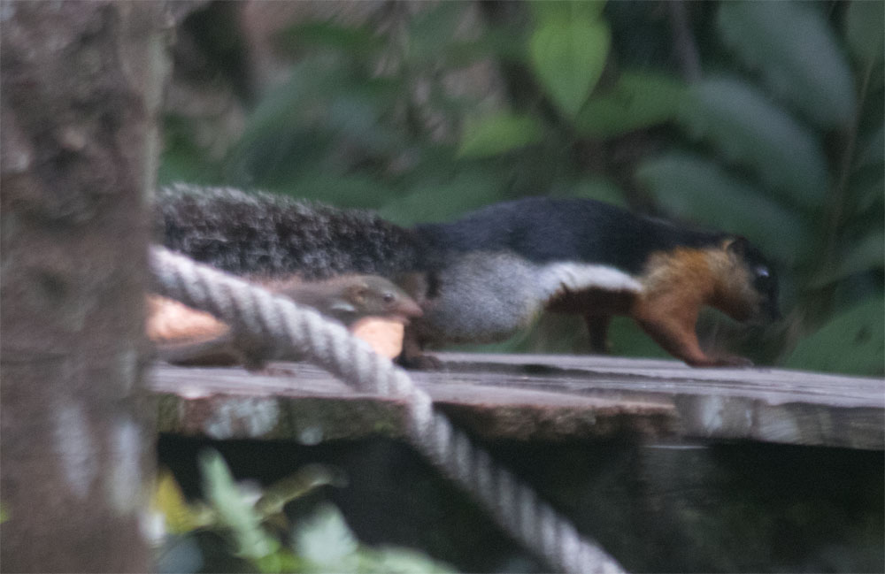 Tree shrew and giant squirrel