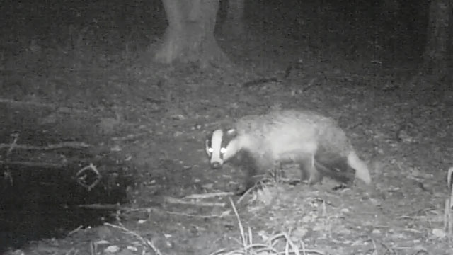 Badger1